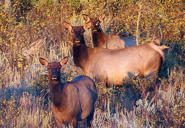 DWR opens antlerless hunts Cache Valley Daily News for Northern