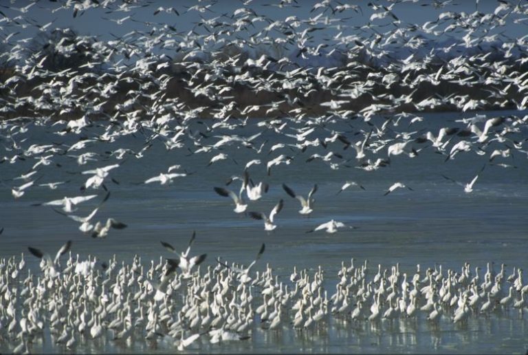 what-hunters-should-know-about-utah-s-2020-waterfowl-hunts-cache