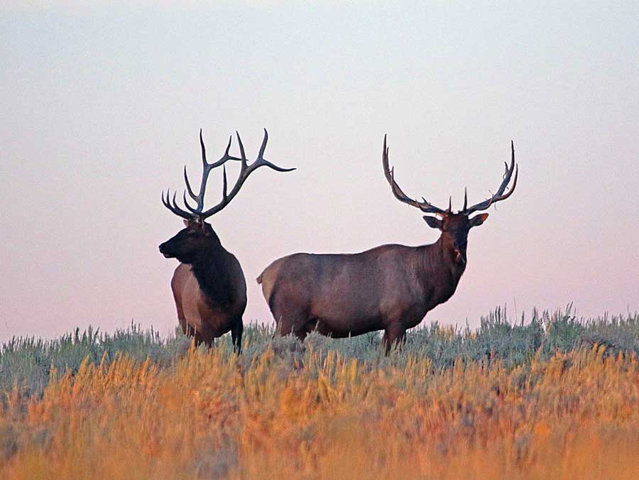 DWR Reminds Hunters Of Big Game Application Deadlines Cache Valley 