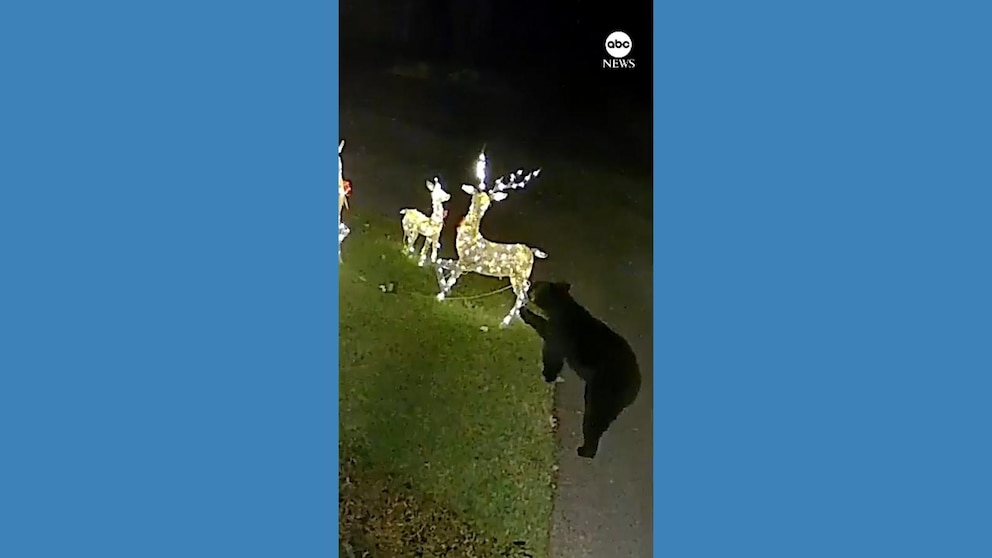 WATCH Bear takes down reindeer Christmas decorations KVNU News for