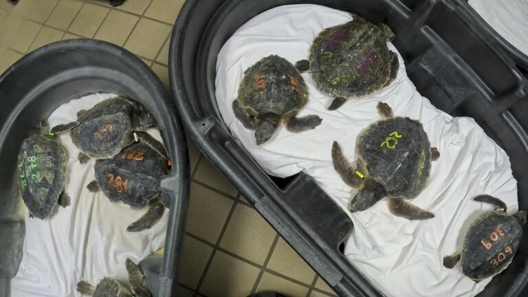 52 sea turtles experiencing 'cold stun' in New England flown to rehab ...