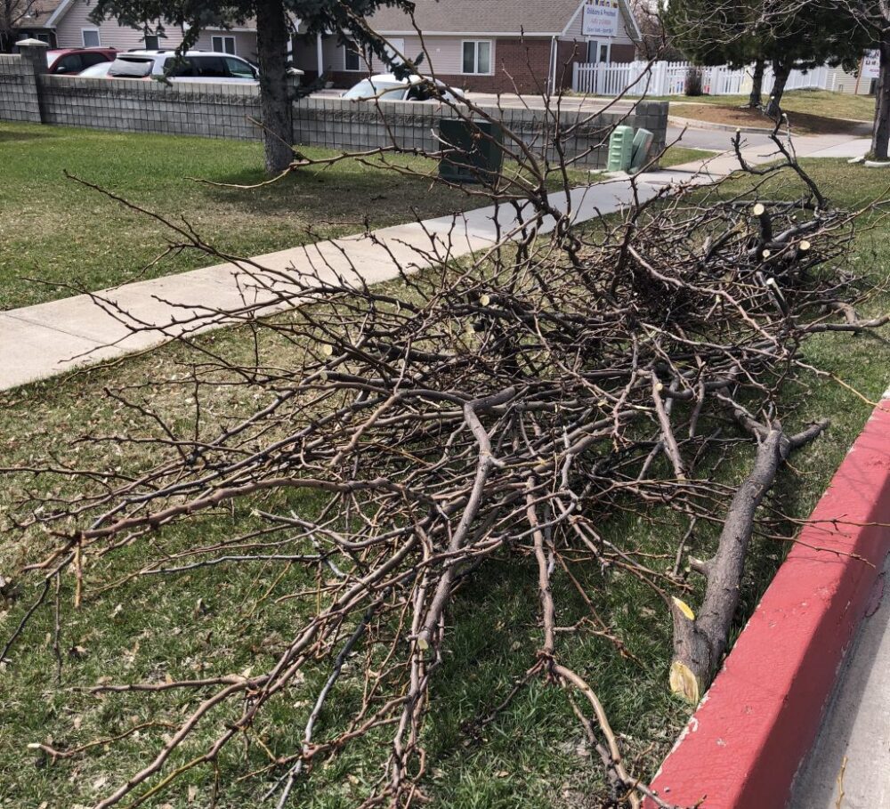 Logan cancels curbside Spring CleanUp, offers alternatives for green