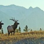 Local chapter of the Rocky Mountain Elk Foundation holding their annual banquet this weekend – Cache Valley Daily