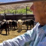 10 years after armed standoff with federal agents, Bundy cattle are still grazing disputed rangeland | News