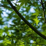 Ask an Expert – Celebrate Arbor Day by planting and pruning | News