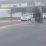 Circus elephant startled by backfiring vehicle stops traffic