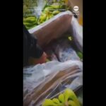 WATCH:  Colombian police find cocaine hidden in banana shipment
