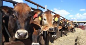 Bear River Health Department confirms anthrax in cow tested at USU; exposed individuals treated