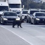 Southern California traffic brought to standstill after bear wanders onto freeway