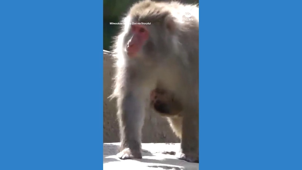 WATCH: Baby monkey hitches a ride on mom at Wisconsin zoo - KVNU - News ...