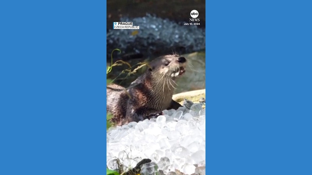 WATCH Animals at Prague Zoo beat the heat with ice KVNU News for