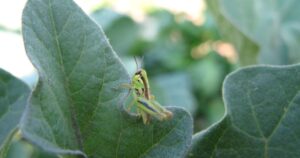 Ask an Expert – Tips to help reduce grasshopper grazing