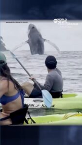 WATCH:  Humpback whale and calf breach yards away from kayakers in Costa Rica