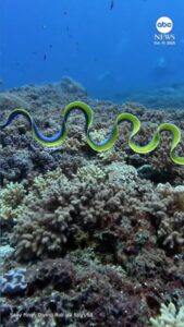 WATCH:  Electric-blue ribbon eel stuns divers off the coast of Indonesia