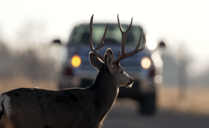 DWR wants motorists to watch for animals as the days become shorter