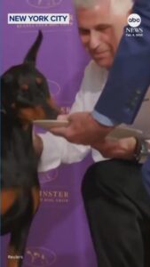 WATCH:  Westminster Dog Show winner Penny enjoys gourmet meal