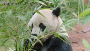 WATCH:  Exploring the delights at San Diego Zoo