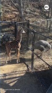 WATCH:  Baby giraffe and ostrich face off in 'staring contest'