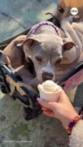 Video Terminally ill dog named ‘Gracie’ gets ‘Best Last Day Ever’