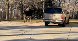 Deep snow brings wildlife into populated areas