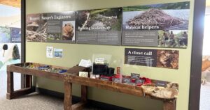 Beaver display set for March at Hardware Wildlife Education Center