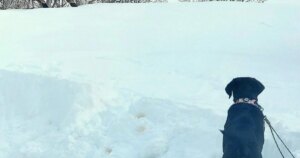 DWR want people to keep their dogs on a leash while hiking