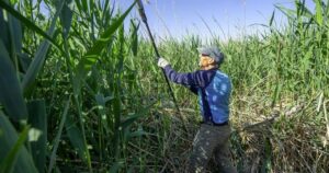 How mapping a water-guzzling invasive weed could help refill the Great Salt Lake
