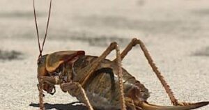 Mormon crickets and grasshoppers a concer for UDAF