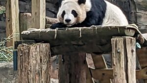 China to send giant pandas to Atlanta again