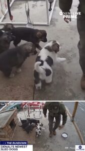 WATCH:  Denali National Park introduces newest sled dog pups