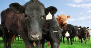 Idaho authorities seek public’s help after series of livestock shootings