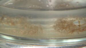 WATCH:  Scientists warn of invasive jellyfish on East coast