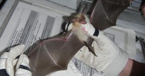Cache County bat tests positive for rabies