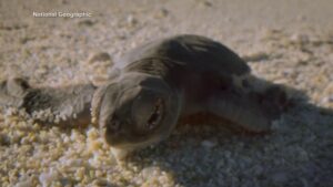 WATCH:  Moment on Earth: Baby green sea turtles delight