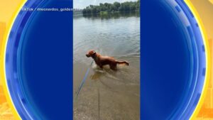 WATCH:  Dog days of summer