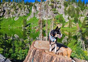 How to reduce your dog’s risk of tick-borne diseases