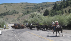 Logan Canyon motorists urged to slow down during annual cattle drive