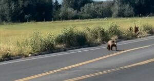 Bear spotted in Cache Valley euthanized after roaming residential areas for several days