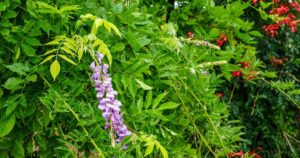 Consider Japanese wisteria vines for Utah landscapes