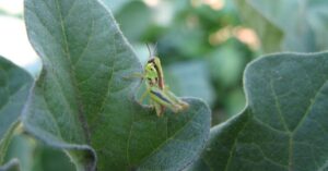 Where have all the grasshoppers gone?