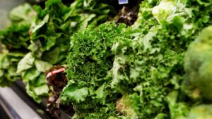 Michigan health officials say people can resume regular lettuce-eating habits as new cases of cyclosporiasis slow