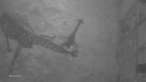 WATCH:  David Muir shares baby giraffe's first steps into the world with help of mother