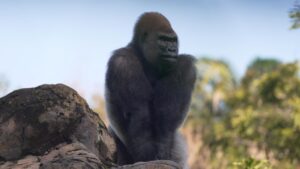 WATCH:  New silverback takes the lead at Disney’s Animal Kingdom