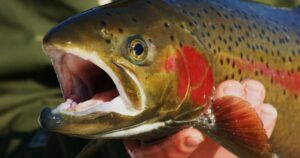 Two more Franklin County reservoirs issue fish salvage orders