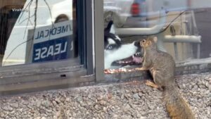 WATCH:  Dog watches squirrel enjoy snack