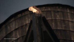 WATCH:  David Muir reports on the beloved barn owls that have made Manhattan home