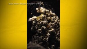 WATCH:  Nat Geo’s 'Moment on the Earth' showcases stunning snorkel cam footage