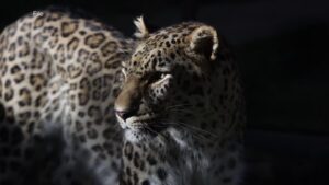 WATCH:  Netherlands zookeeper mauled in deadly leopard attack