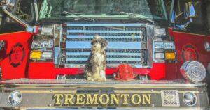 Tremonton Fire Department welcomes new mental health therapy dog