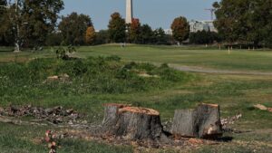 Judge extends court-ordered block on Trump’s renovation plans for public golf course